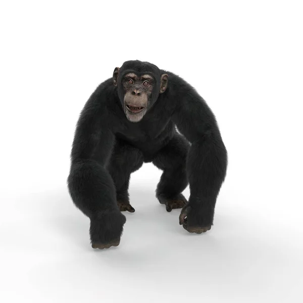 Chimpanzé Andar Quatro Render Isolado Fundo Branco — Fotografia de Stock