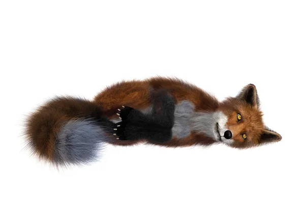 Red Fox Liggend Zijn Kant Renderen Geïsoleerd Witte Achtergrond — Stockfoto