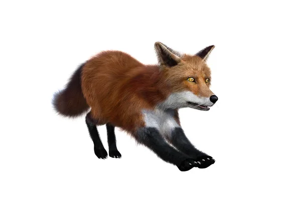 Red Fox Estiramiento Renderizado Aislado Sobre Fondo Blanco —  Fotos de Stock