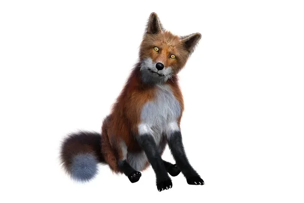 Red Fox Sentado Renderizar Isolado Fundo Branco — Fotografia de Stock