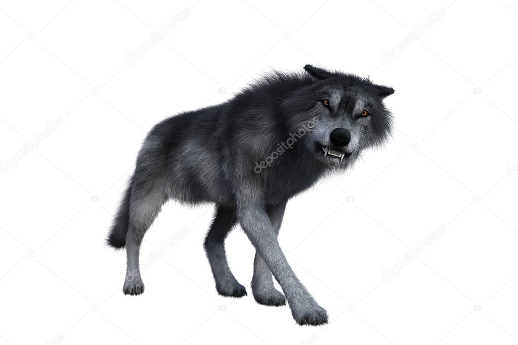 Grey wolf looking aggressive, 3D illustration isolated on white background.