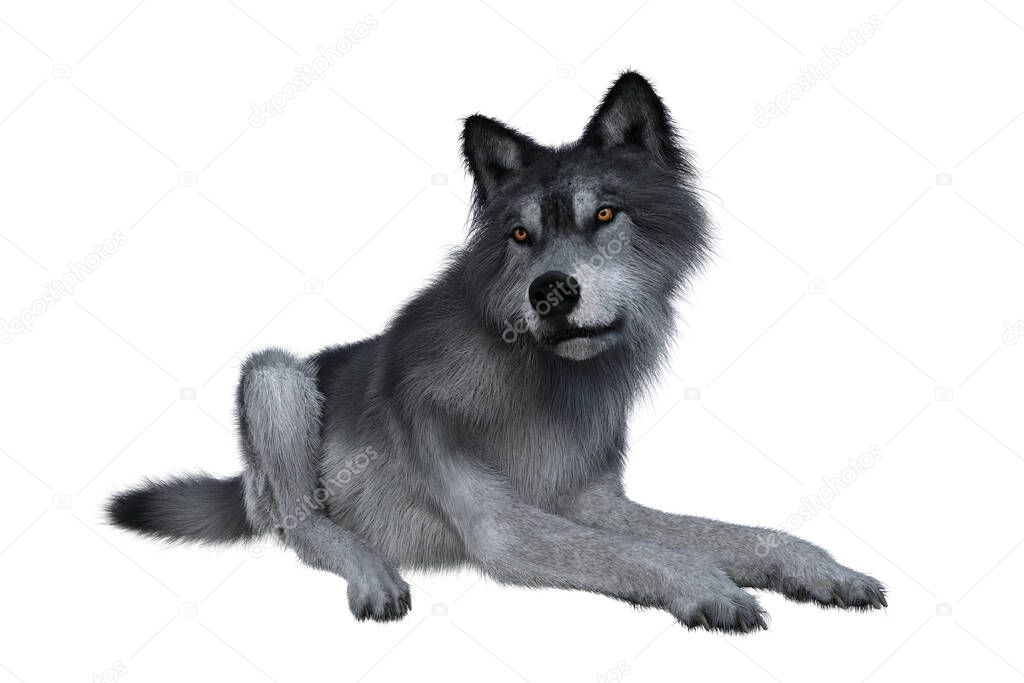 Grey wolf relaxing, 3D illustration isolated on white background.