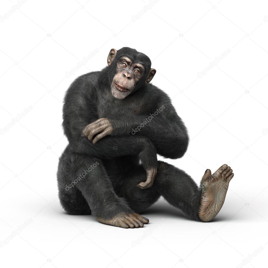 Chimpanzee sitting and looking straight ahead. 3d render isolated on white background.