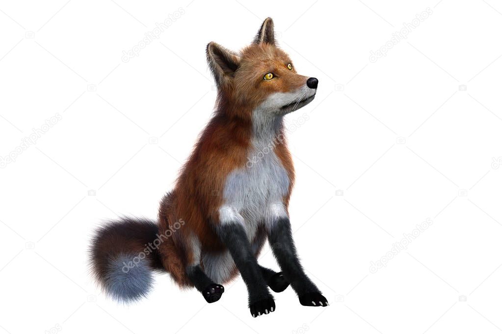 Red Fox sitting 3D render isolated on white background