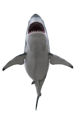 Büyük Beyaz Köpekbalığı, ağzı sonuna kadar açık, aşağıdan görülüyor. 3B görüntüleme beyaz üzerine izole edildi.
