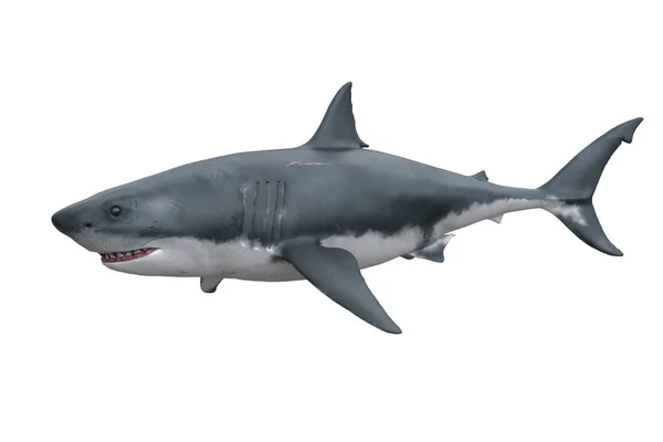 Weißer Hai Rendering Isoliert Auf Weiß — Stockfoto