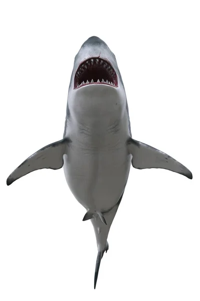 下から大きく開いた口を持つ大きな白いサメ 白で隔離された3Dレンダリング — ストック写真