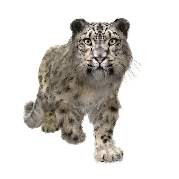 Snow Leopard Loopt Naar Camera Illustratie Geïsoleerd Wit — Stockfoto