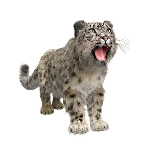 Snow Leopard Staat Met Kop Omhoog Mond Open Brullen Illustratie — Stockfoto