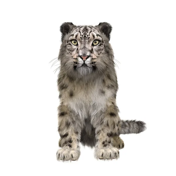 Snow Leopard Sentado Olhando Frente Ilustração Isolada Branco — Fotografia de Stock
