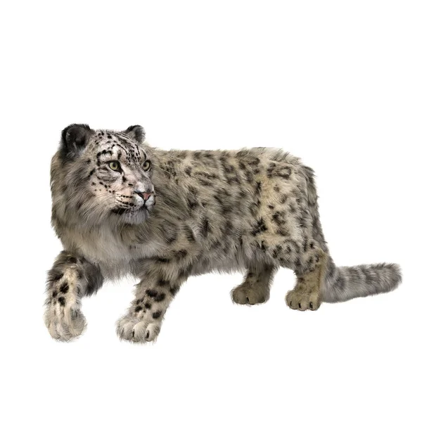 Snow Leopard Loopt Kijkt Naar Zijkant Alert Illustratie Geïsoleerd Wit — Stockfoto