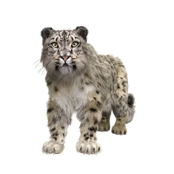 Leopardo Delle Nevi Fermo Guardare Telecamera Illustrazione Isolata Bianco — Foto Stock