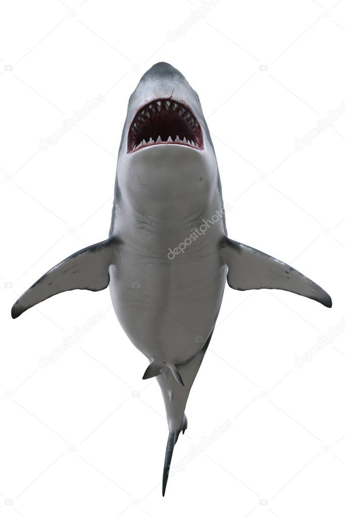 Great White Shark with mouth wide open seen from underneath. 3D render isolated on white.