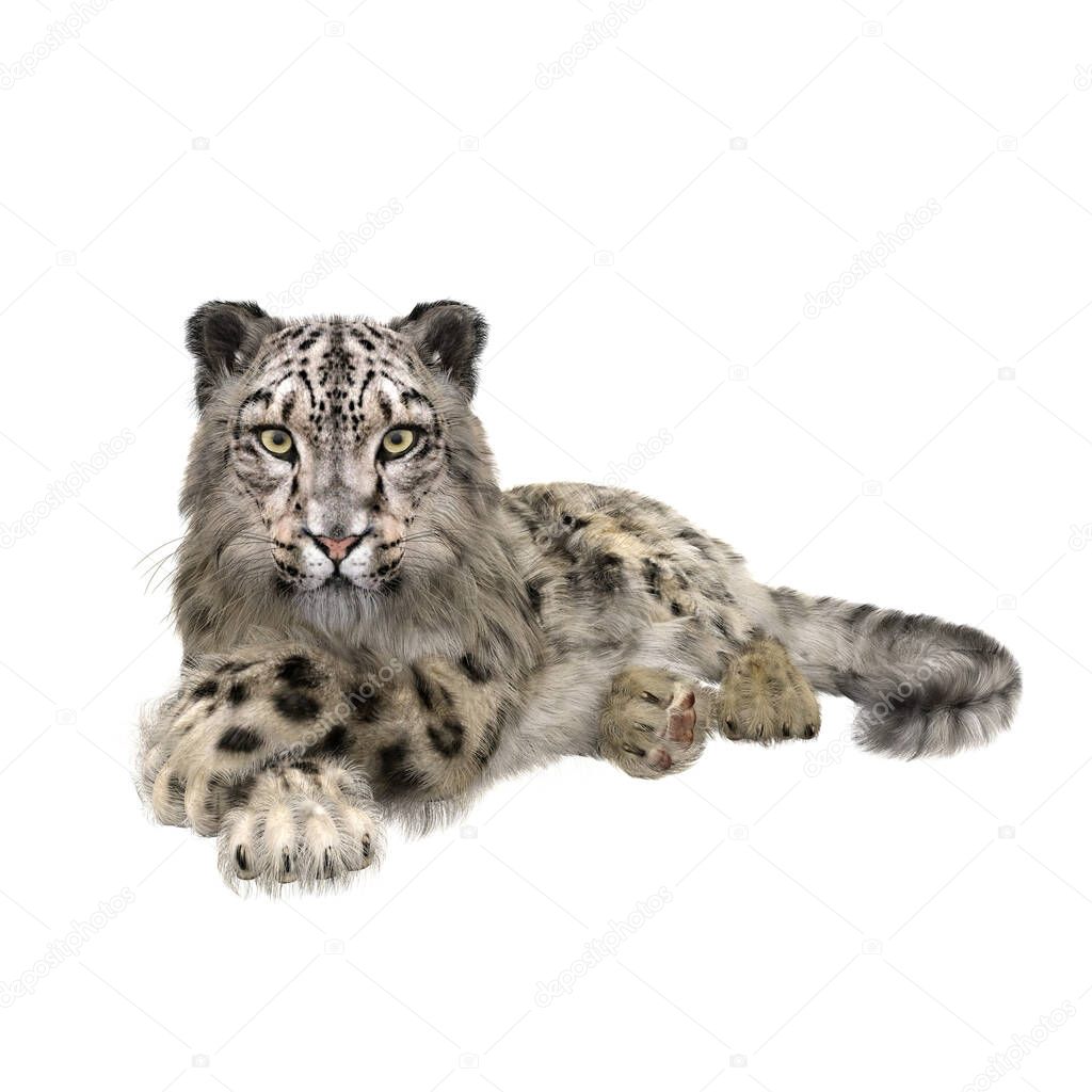 Snow Leopard lying with front legs crossed. 3D illustration isolated on white.