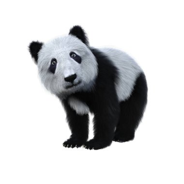 Şirin Panda yavrusu dört ayak üstünde kameraya bakıyor. 3d illüstrasyon beyaz arkaplanda izole edildi.