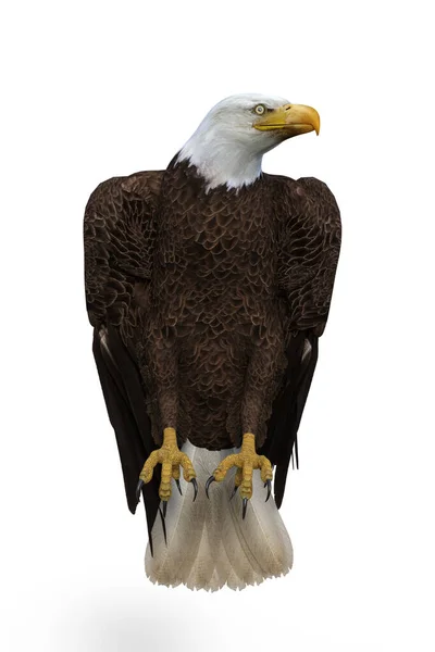 Bald Eagle Uppflugen Med Vingar Vikta Tittar Sidan Illustration Isolerad — Stockfoto