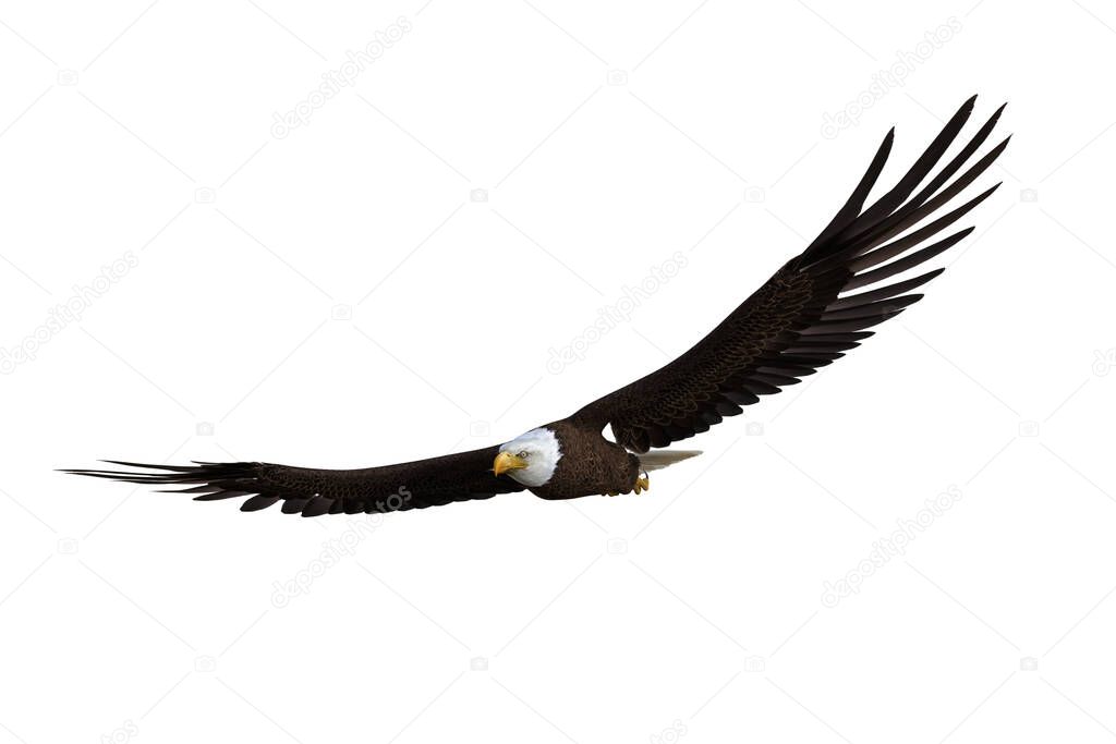 Bald Eagle soaring with wings spread. 3d illustration isolated on white background.