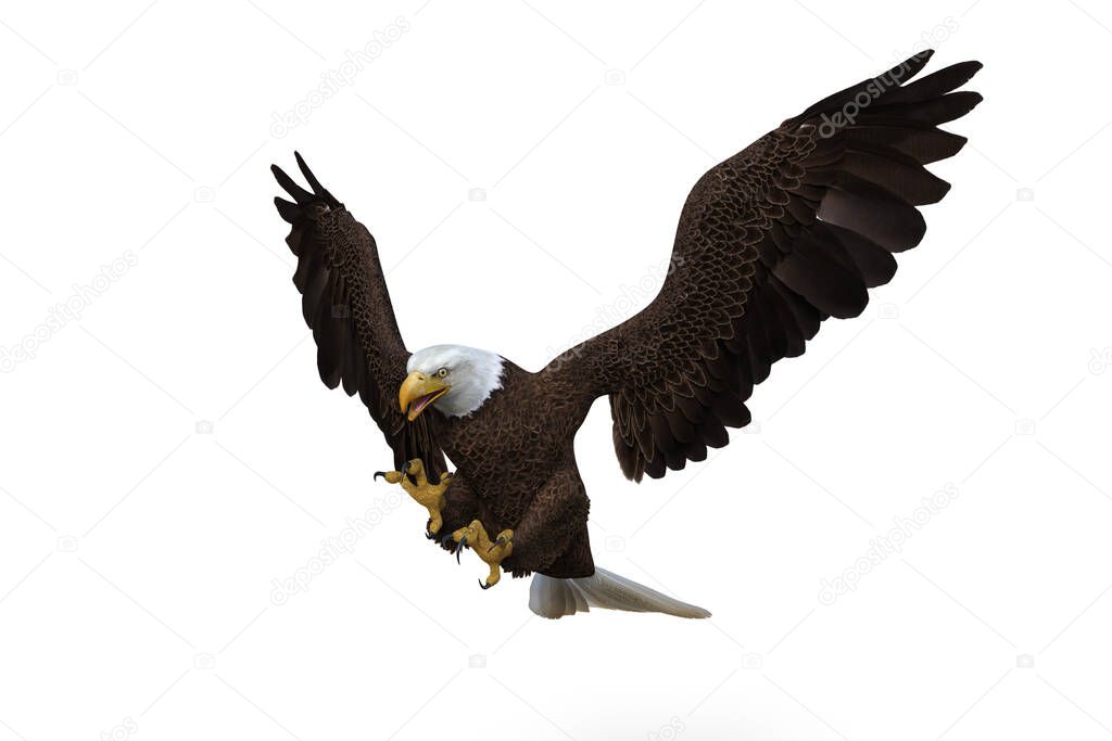 Bald Eagle diving to catch prey.. 3d illustration isolated on white background.