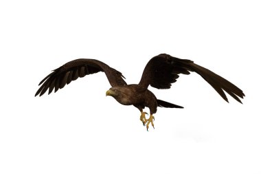 Altın Kartal uçuşu, beyaz arkaplanda izole edilmiş 3D görüntü.