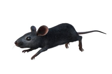 Beyaz arkaplanda izole edilmiş gri ev faresi 3D illüstrasyonu.
