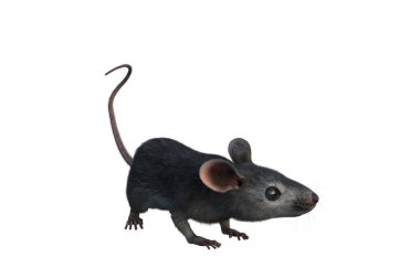 Beyaz arkaplanda izole edilmiş gri ev faresi 3D illüstrasyonu.