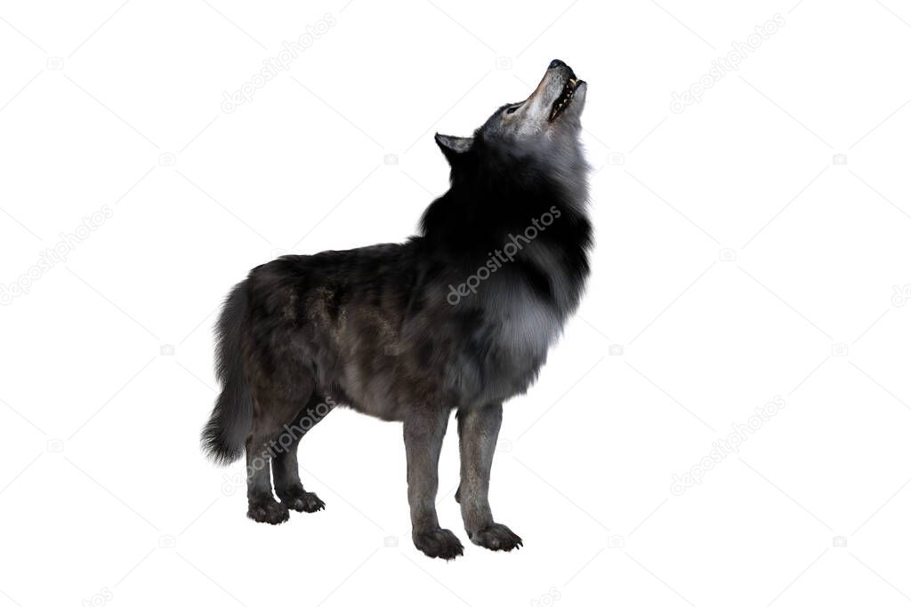 Brown and grey Dire Wolf howling. 3d illustration isolated on white background,