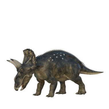 Otlanan Nedoceratops dinozoru, aslında Diceratops olarak biliniyor, Kretase döneminin sonlarından. Beyaz arkaplanda 3 boyutlu resimleme izole edildi.