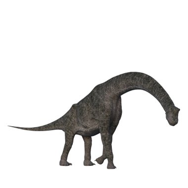 Jurasik dönemin sonlarından kalma Brachiosaurus dinozoru. Beyaz arkaplanda 3 boyutlu resimleme izole edildi.