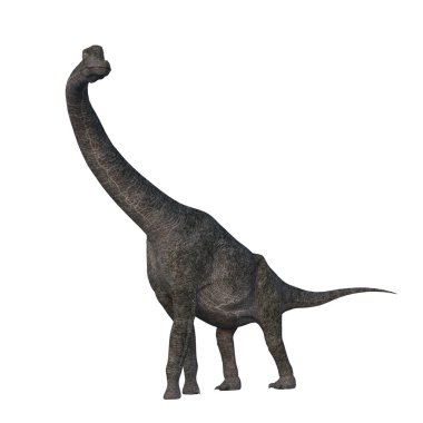 Jurasik dönemin sonlarından kalma Brachiosaurus dinozoru. Beyaz arkaplanda 3 boyutlu resimleme izole edildi.