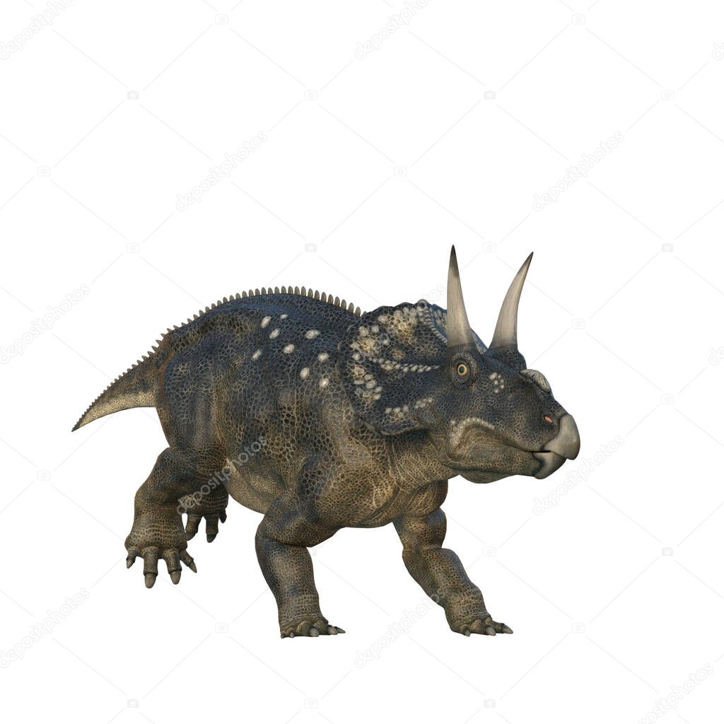 Nedoceratops dinosaur, originally know as Diceratops, from the late Cretaceous period. 3D illustration isolated on white background.