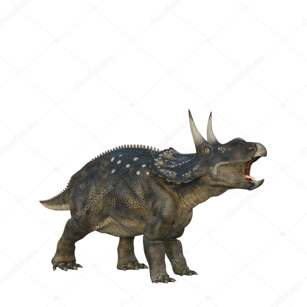 Roaring Nedoceratops dinosaur, originally know as Diceratops, from the late Cretaceous period. 3D illustration isolated on white background.