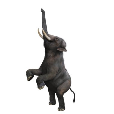 Arka ayakları üzerinde duran Hint fili gövdesiyle yükseğe ulaşıyor. Beyaz arkaplanda 3 boyutlu resimleme izole edildi.