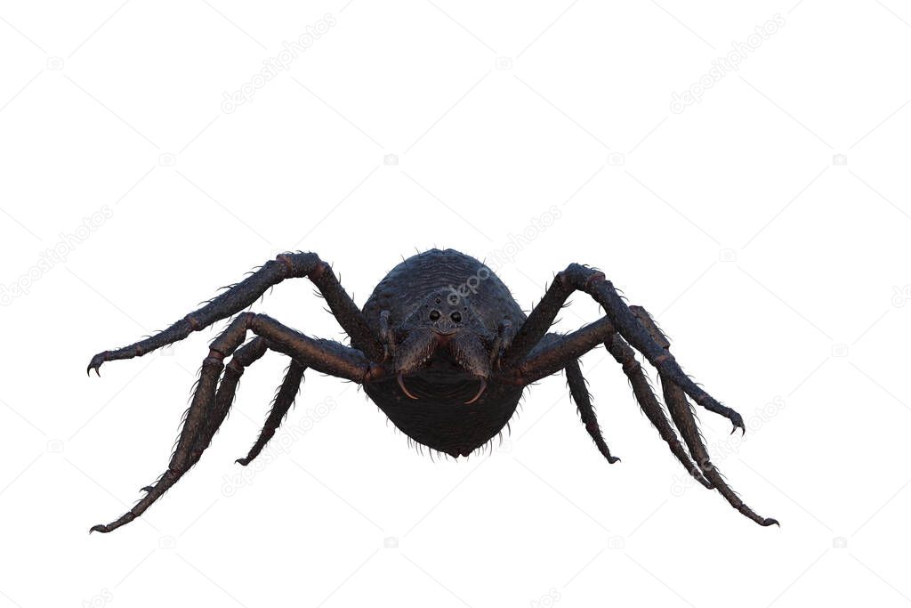 Giant fantasy monster spider standing and viewed from the front. 3D illustration isolated on a white background.