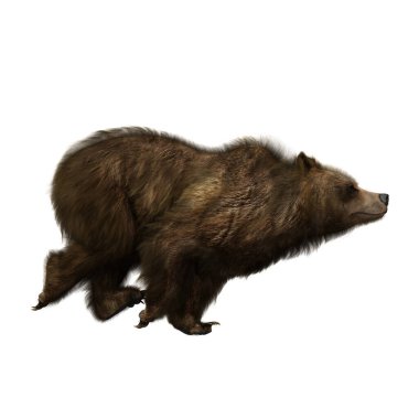 Koşan kahverengi ayı veya Ursus arctos, Kuzey Amerika ve Avrasya 'da bulunan büyük bir memeli. Beyaz arkaplanda izole edilmiş 3B illüstrasyon. 
