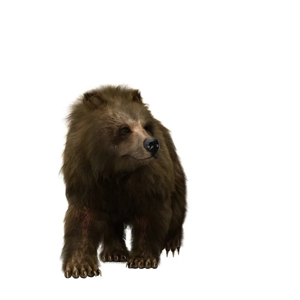 Urso Castanho Caminhando Grande Mamífero Encontrado América Norte Eurásia Ilustração — Fotografia de Stock