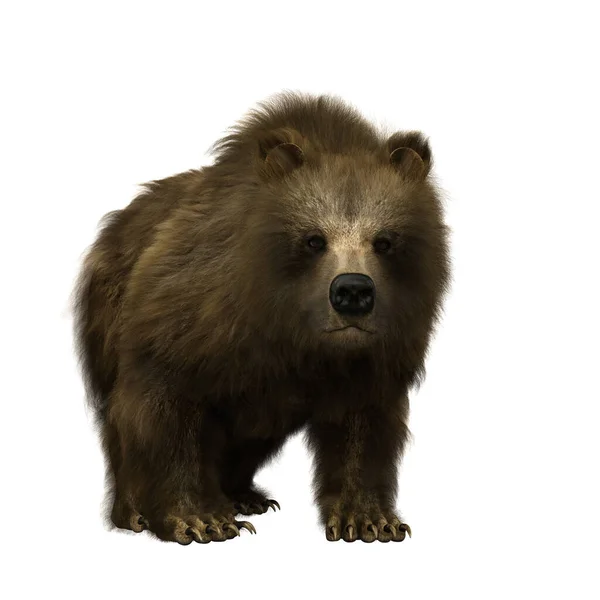 Medvěd Hnědý Neboli Ursus Arctos Velký Savec Nalezený Severní Americe — Stock fotografie