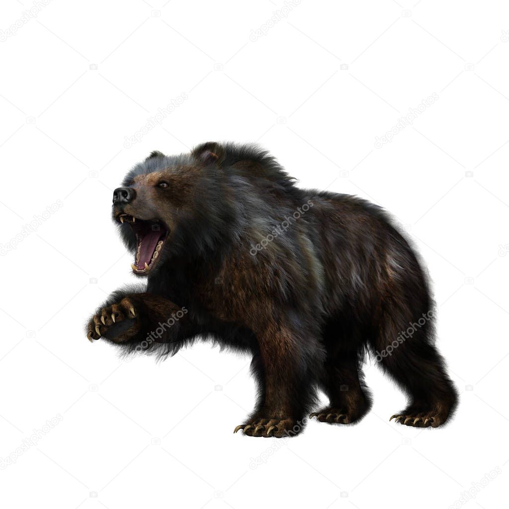 Grizzly bear, a large mammal found in North America, in aggressive pose. 3D illustration isolated on a white background. 