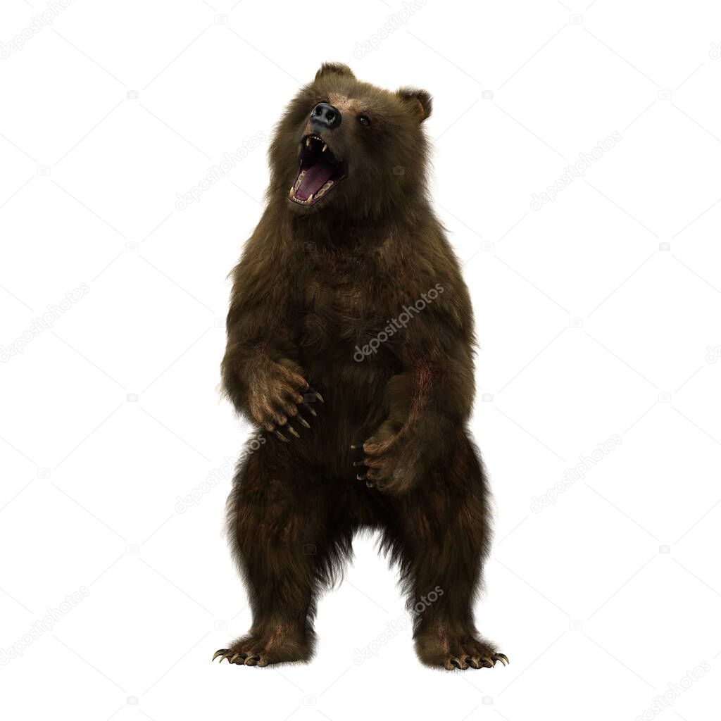 Brown bear or Ursus arctos, a large mammal found in North America and Eurasia, standing on hind legs and roaring. 3D illustration isolated on a white background. 