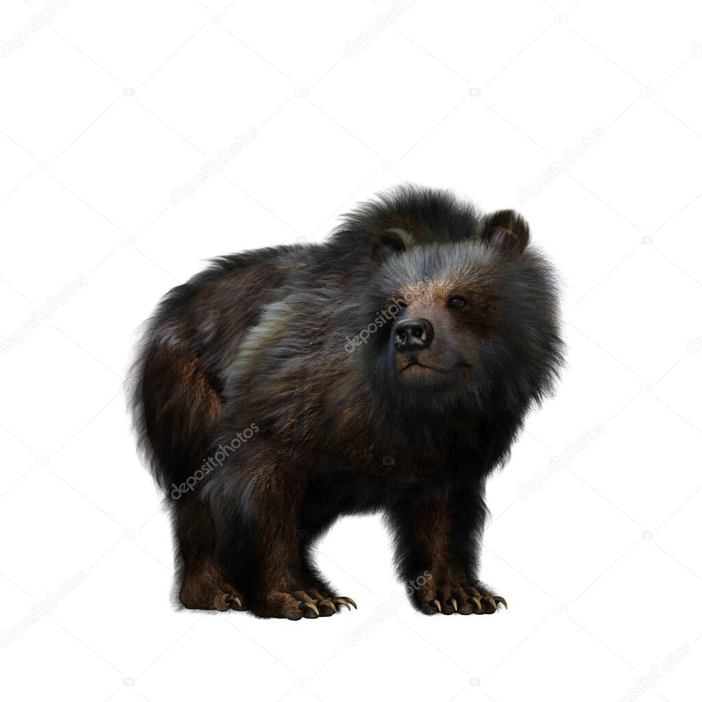 Grizzly bear, a large mammal found in North America, standing on all four legs. 3D illustration isolated on a white background. 