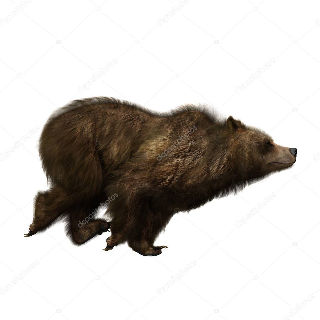 Running brown bear or Ursus arctos, a large mammal found in North America and Eurasia. 3D illustration isolated on a white background. 