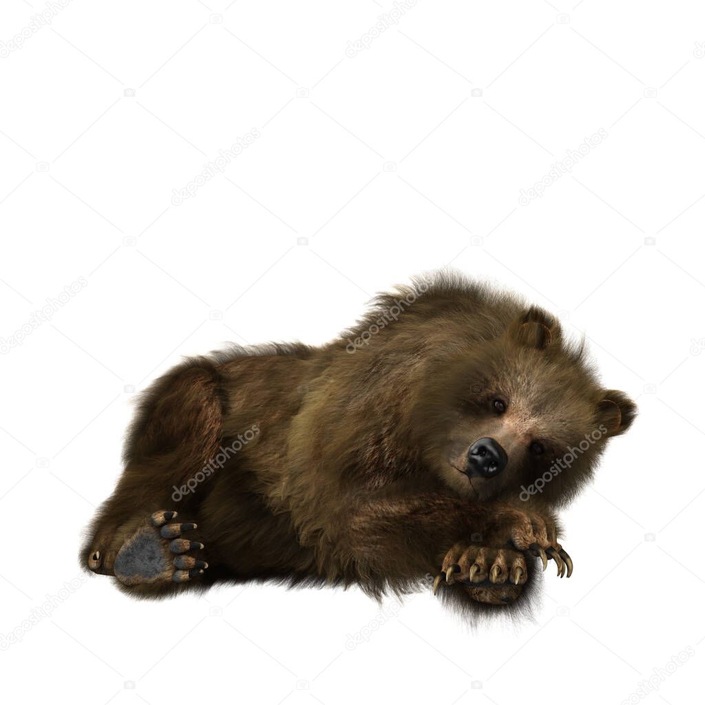 Brown bear or Ursus arctos in realxed pose, a large mammal found in North America and Eurasia. 3D illustration isolated on a white background. 