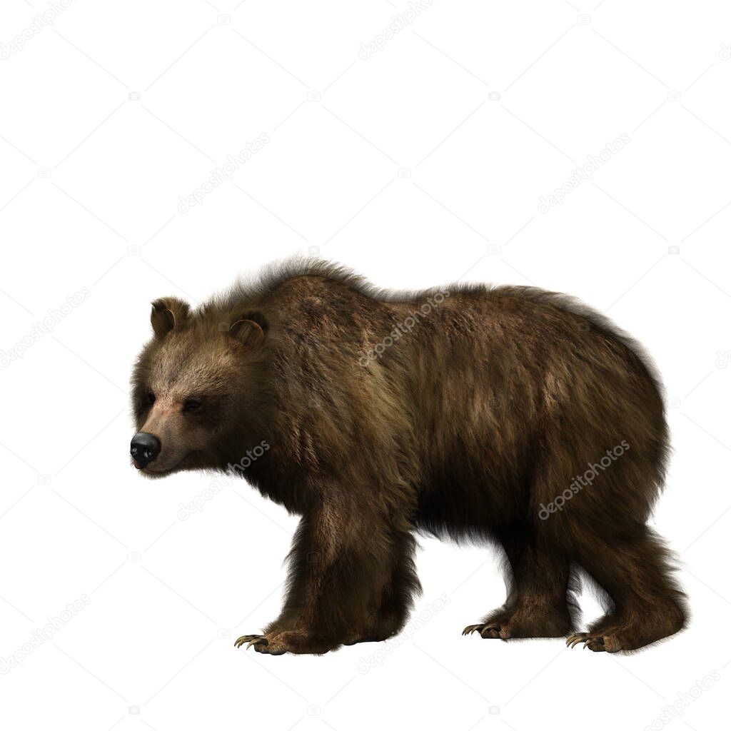 Side view of a brown bear or Ursus arctos, a large mammal found in North America and Eurasia. 3D illustration isolated on a white background. 