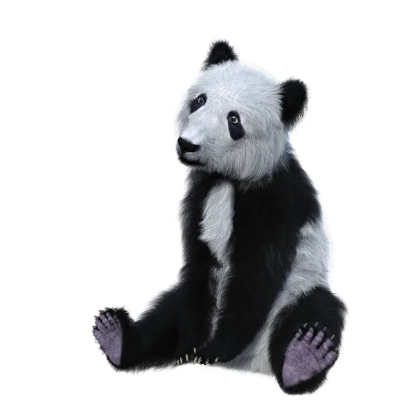 Giant Panda Cub Black White Bear Native China Sitting Facing — Stock Photo, Image