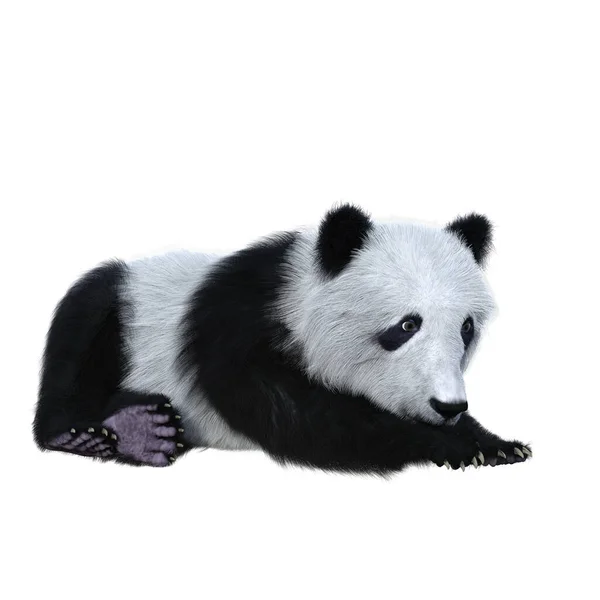 Olbrzymia Panda Odpoczywa Czarno Biały Niedźwiedź Pochodzący Chin Ilustracja Izolowana — Zdjęcie stockowe