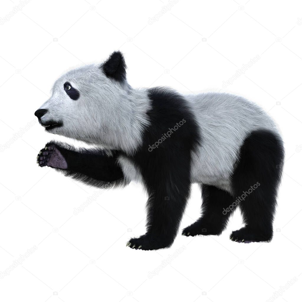 Giant panda cub, a black and white bear native to China, standing with one paw raised. 3D illustration isolated on a white background.