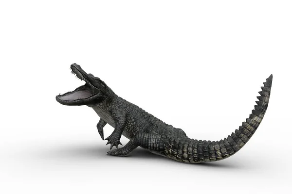 Alligator Attackiert Mit Weit Aufgerissenen Kiefern Illustration Isoliert Auf Weißem — Stockfoto