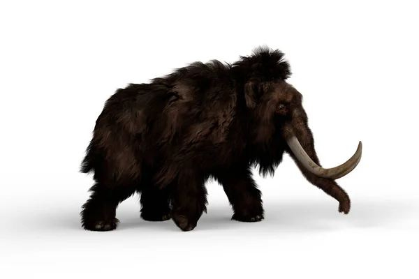 Woolly Mammoth Walking Relative Elephant Which Lived Last Ice Age — Stock Photo, Image