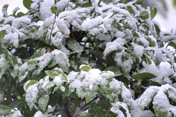 Schmelzender Schnee bedeckt Blätter eines Baumes. — Stockfoto