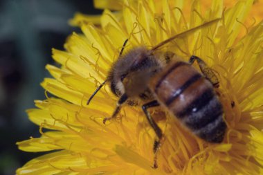Karahindiba üzerinde arı polenleme makro fotoğrafçılık