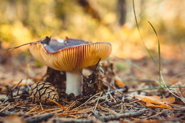 A beautiful, bright, forest mushroom growing in the forest. Expressive texture of a mushroom cap. The concept of recreation in the forest, ecotourism. The forest floor is generously strewn with pine needles and cones. Mushroom and pine cone close-up.